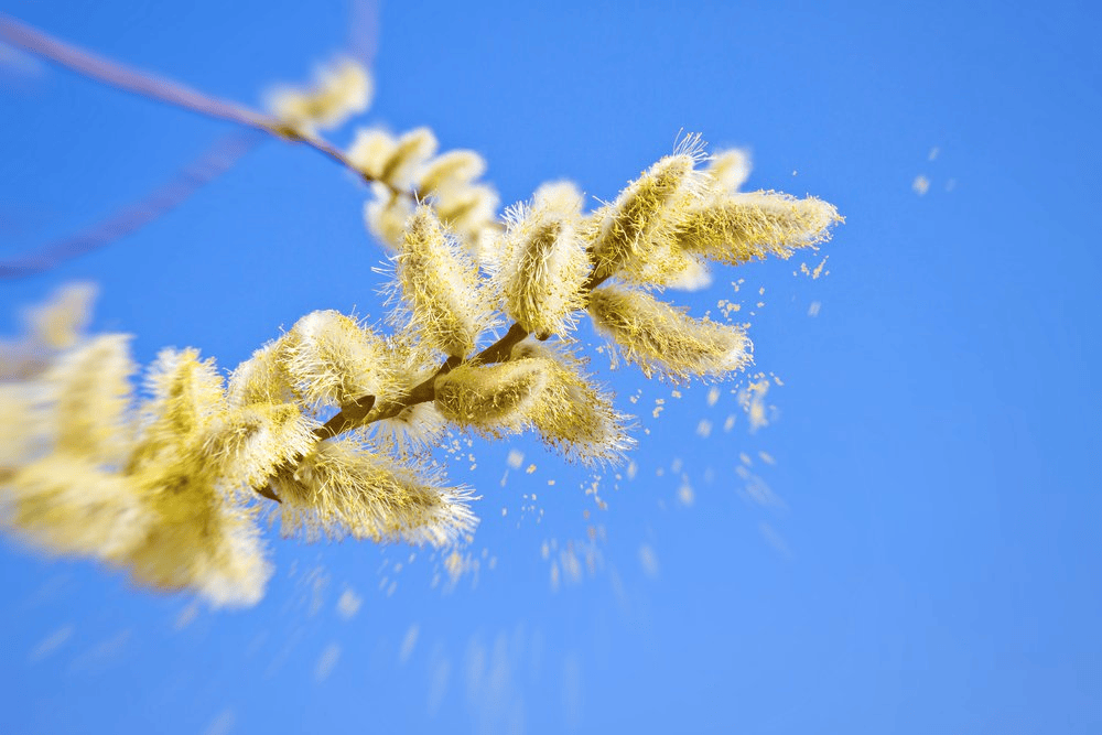 Les allergies aux pollens sont déjà de retour !